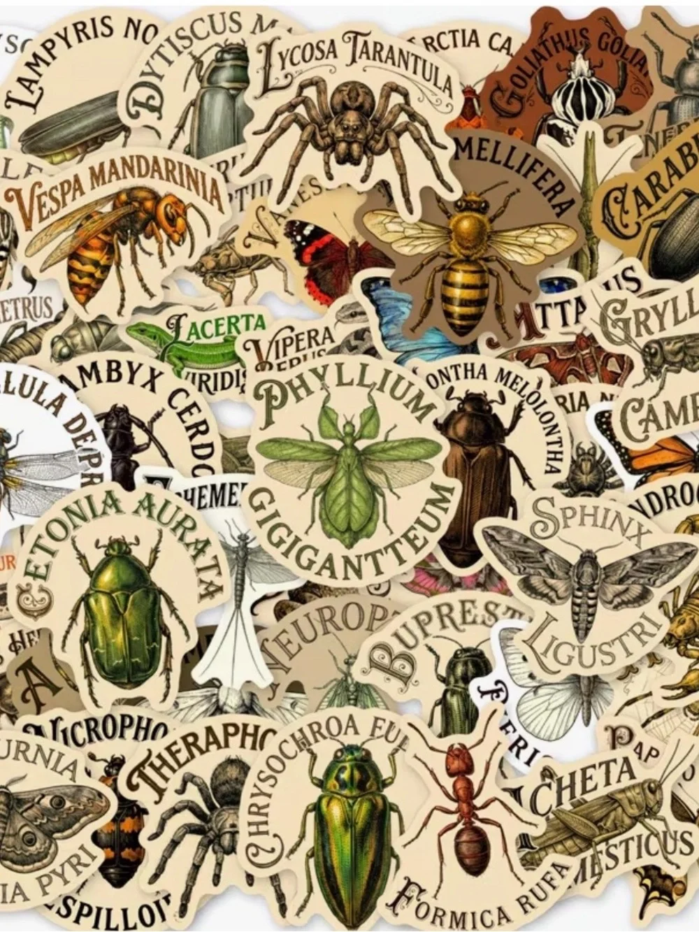 50 Vintage Insect Stickers Gothic Scientific Names Halloween Fun Party